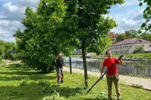 «Медис» помогает сохранить молодые деревья города Иваново